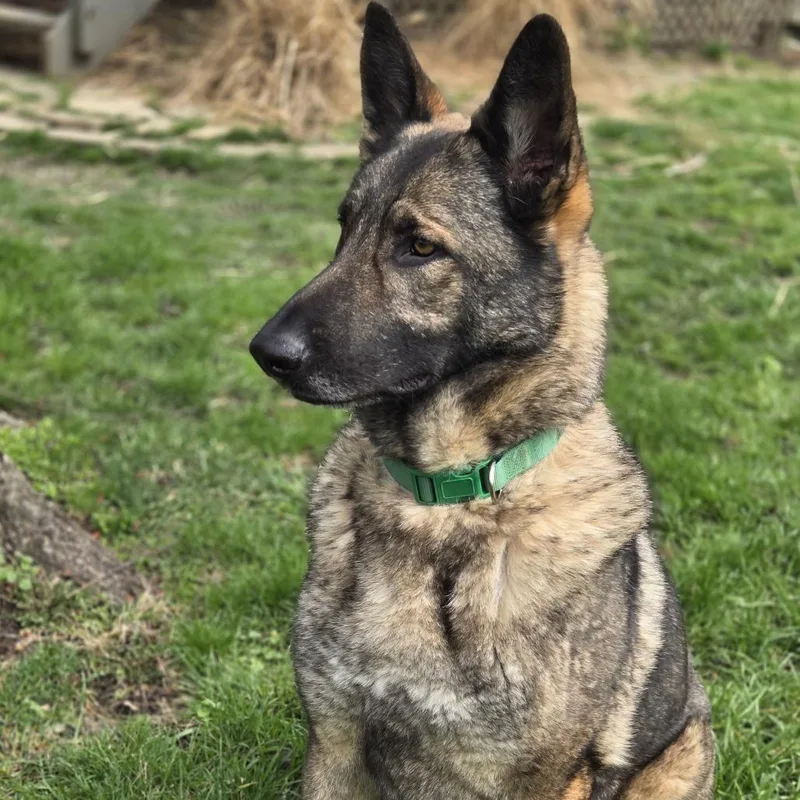 Timberland thumbnail 2