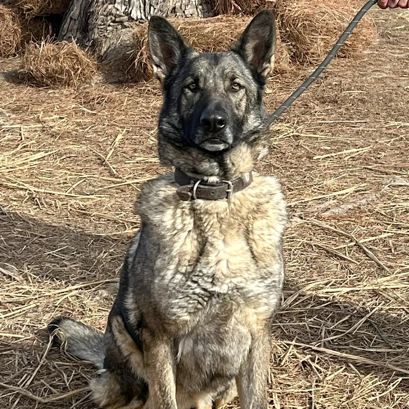 Timberland thumbnail 3