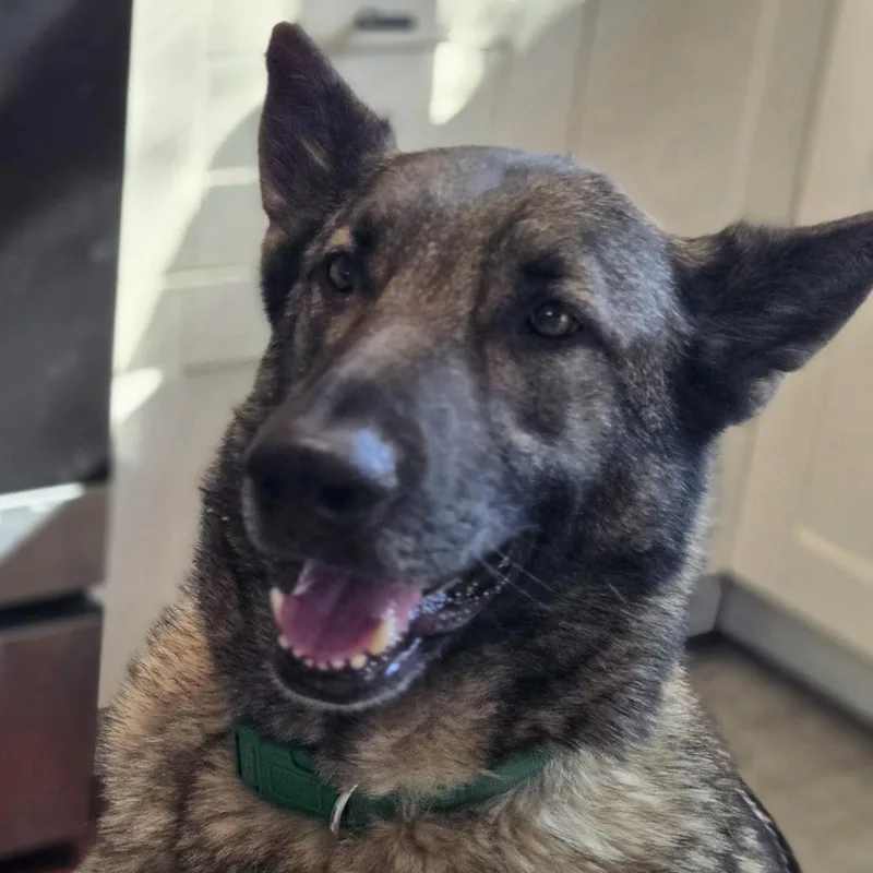 Timberland thumbnail 4