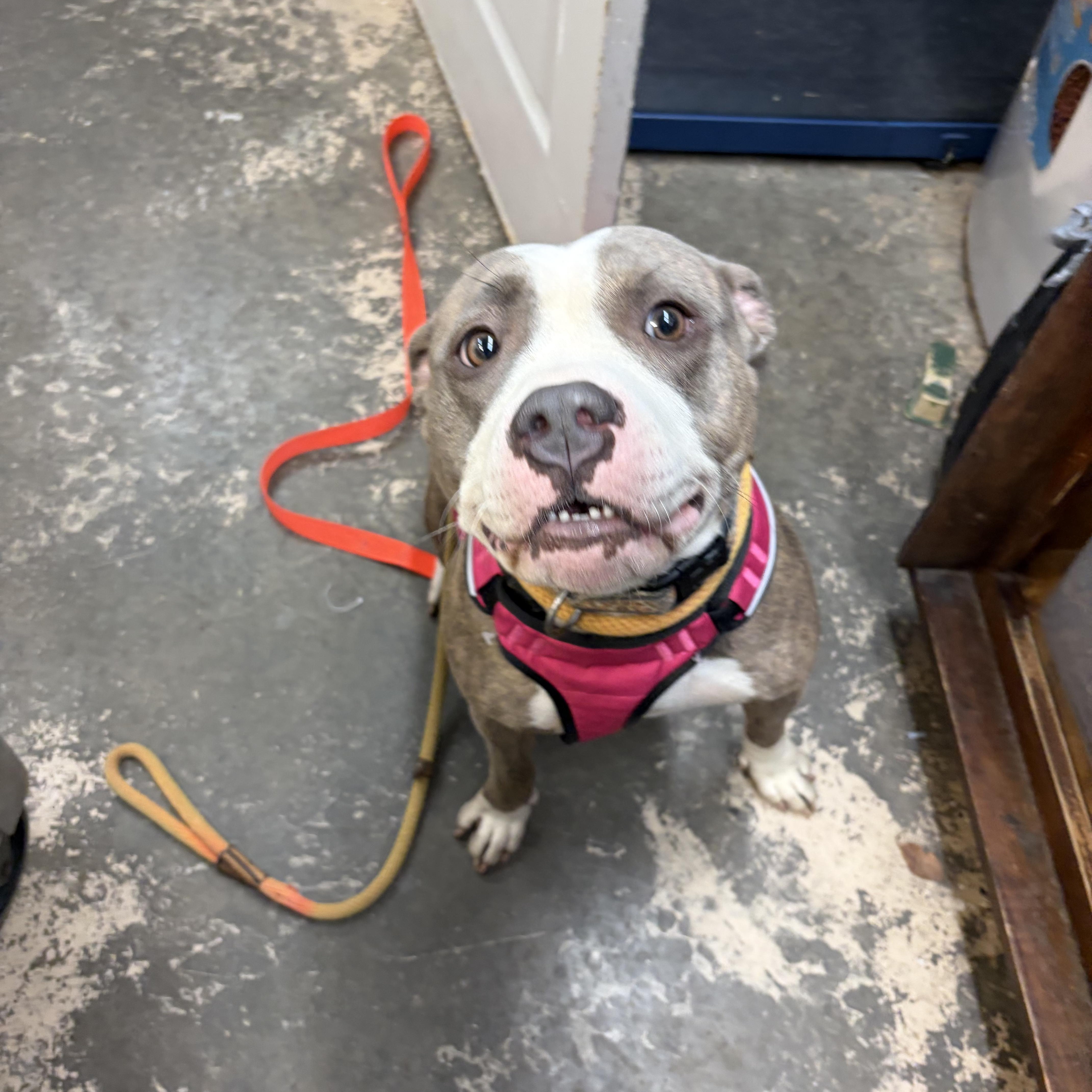 A young medium-sized female Brindle Mixed Breed dog named Luna for adoption in Saint Marys, PA
