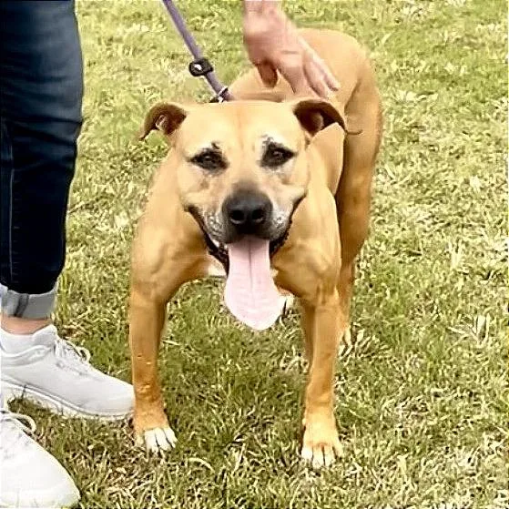 A senior medium-sized female Yellow / Tan / Blond / Fawn Labrador Retriever dog named Lizzie for adoption in Denison, TX