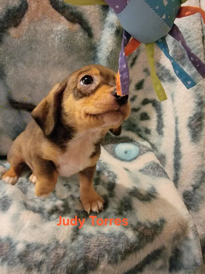 Judy Torres thumbnail 3