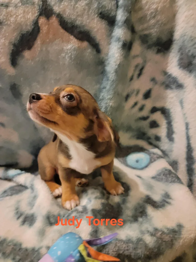 Judy Torres thumbnail 5