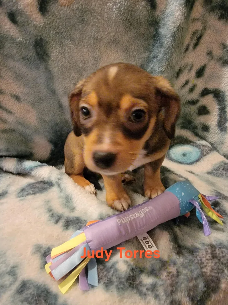 Judy Torres thumbnail 6