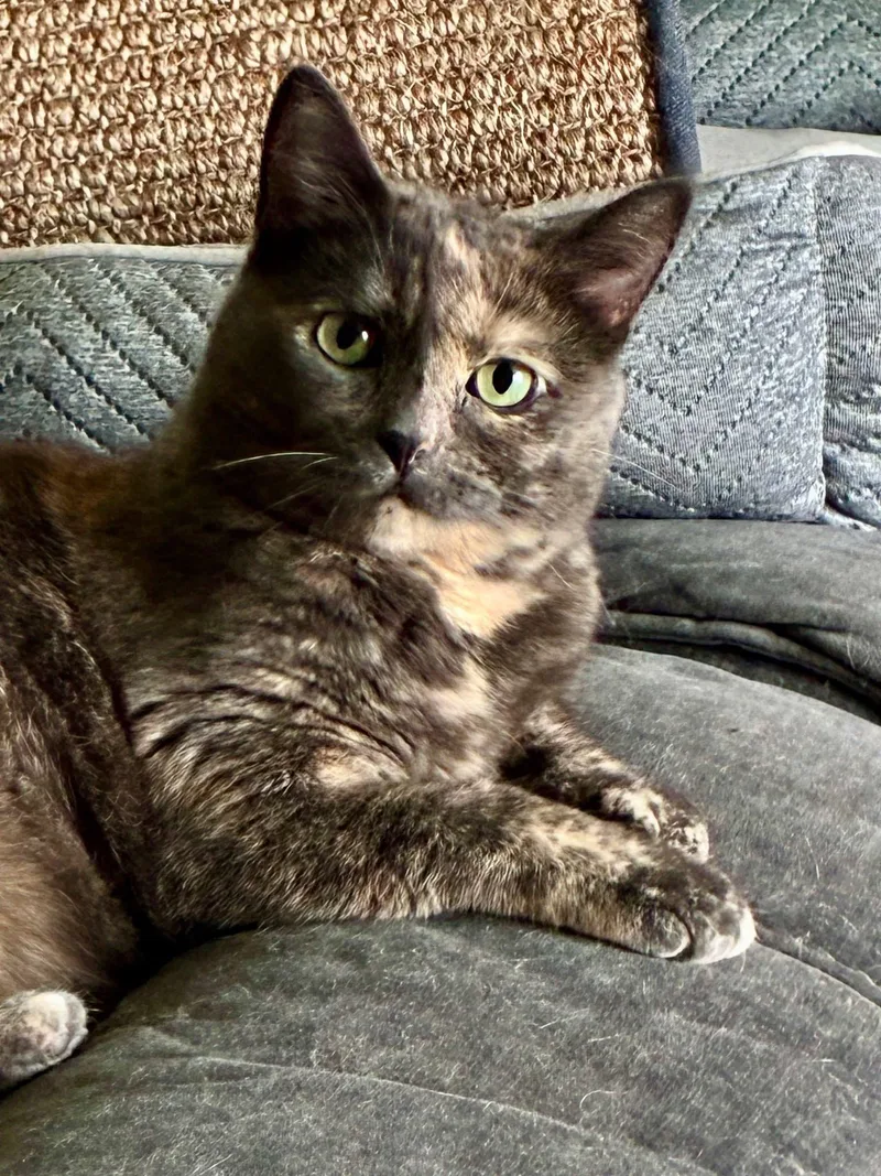 Kat