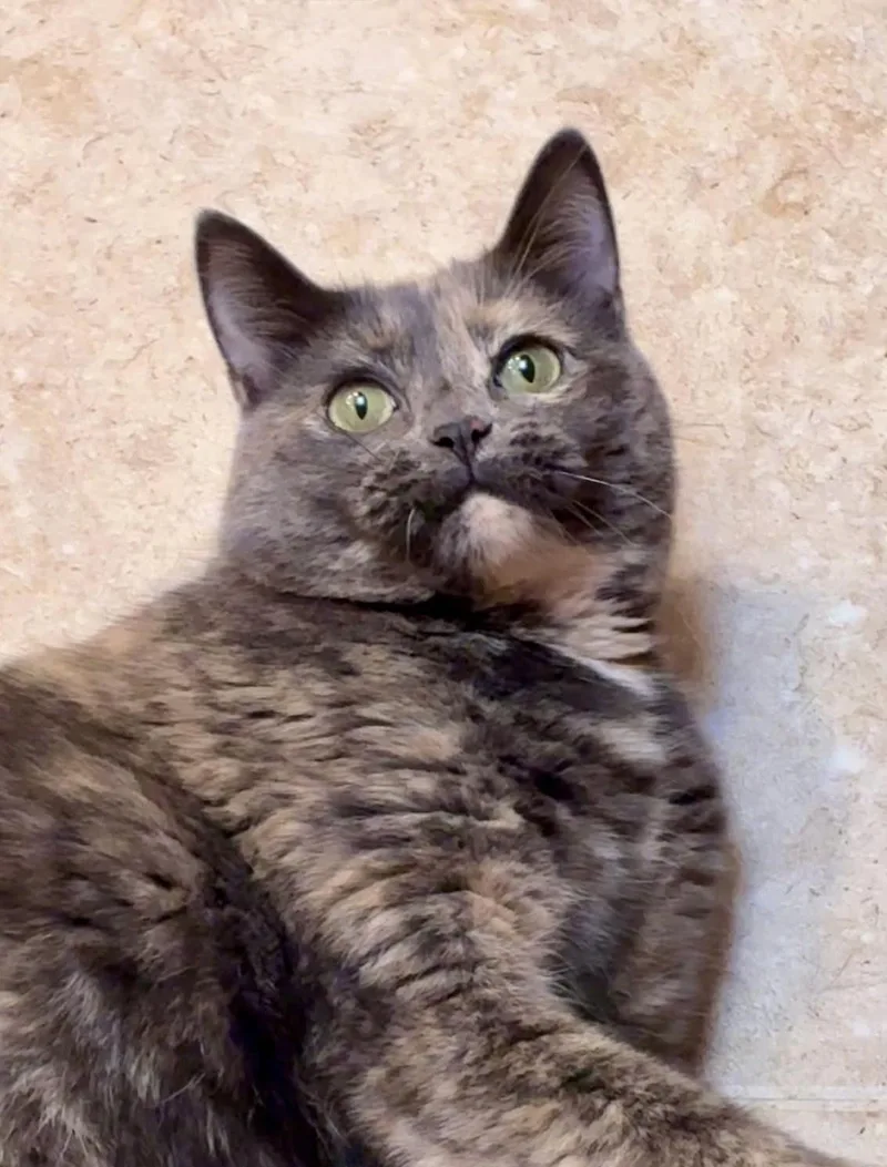 Kat thumbnail 5