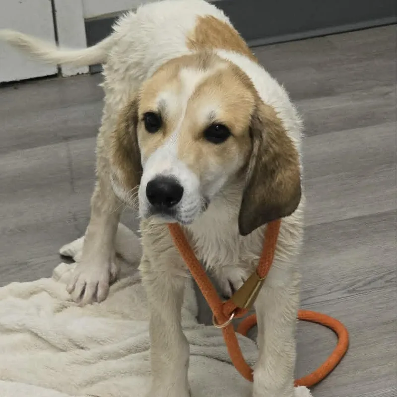 A baby large-sized male Anatolian Shepherd dog named Murphy for adoption in Orange, VA