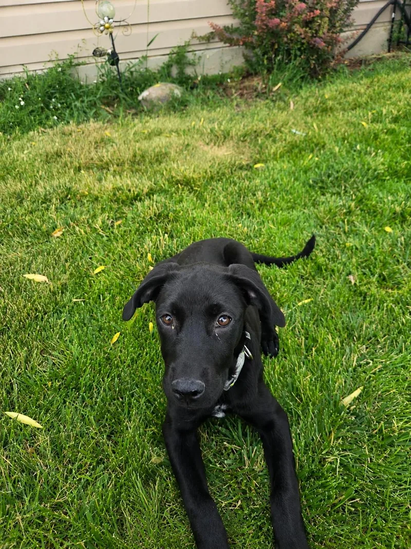 Bellatrix