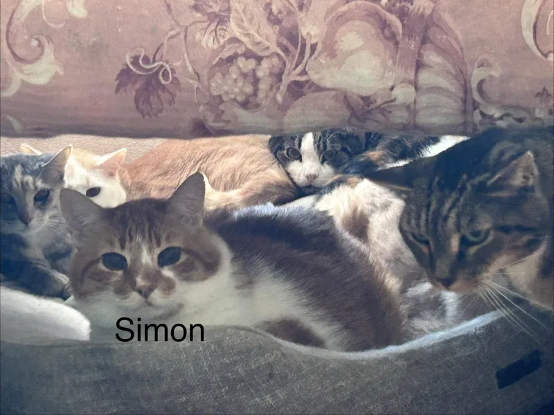 Simon