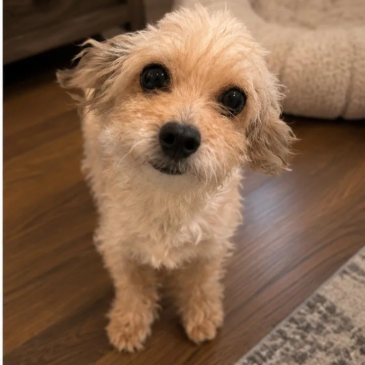 An adult small-sized female Apricot / Beige Miniature Poodle dog named Blossom for adoption in Baton Rouge, LA