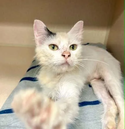 An adult small-sized female Domestic Medium Hair cat named Anna for adoption in Bowling Green, KY