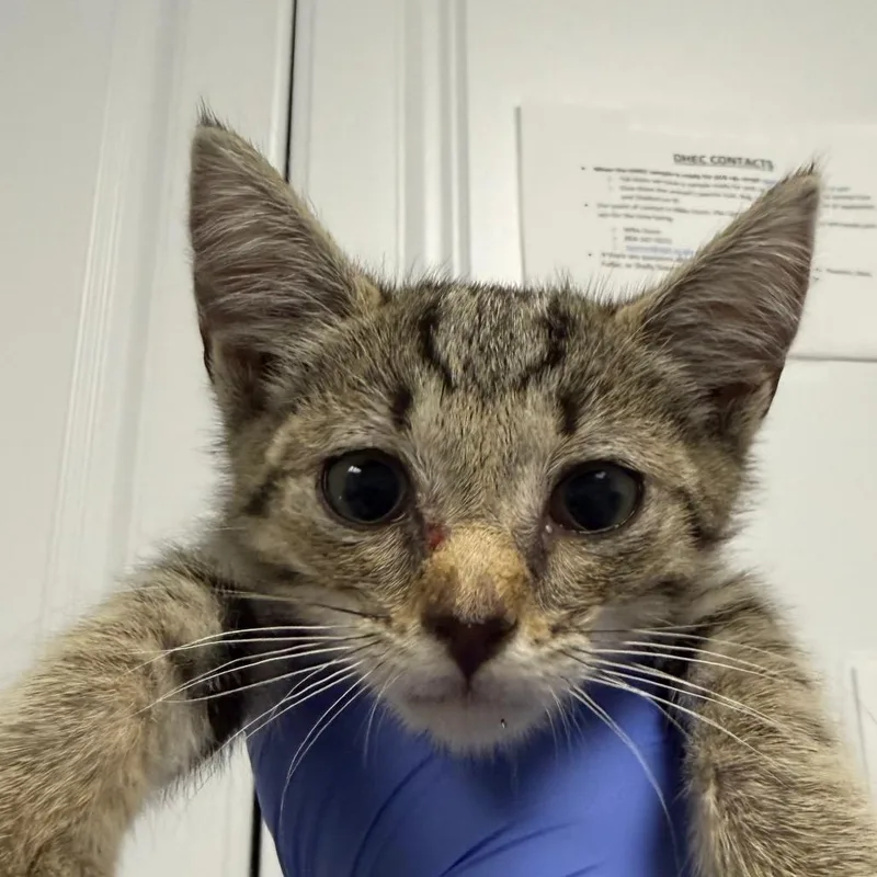 A baby small-sized male Gray / Blue / Silver Domestic Short Hair cat named Nebula for adoption in Greenville, SC