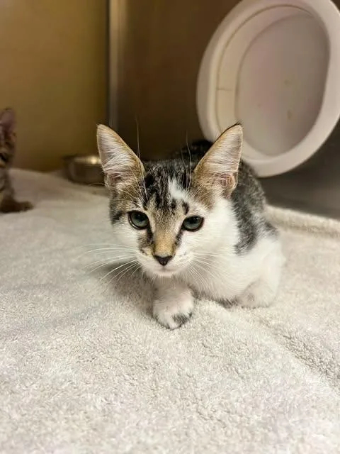 A baby small-sized female Domestic Short Hair cat named Pixie for adoption in Fort Myers, FL