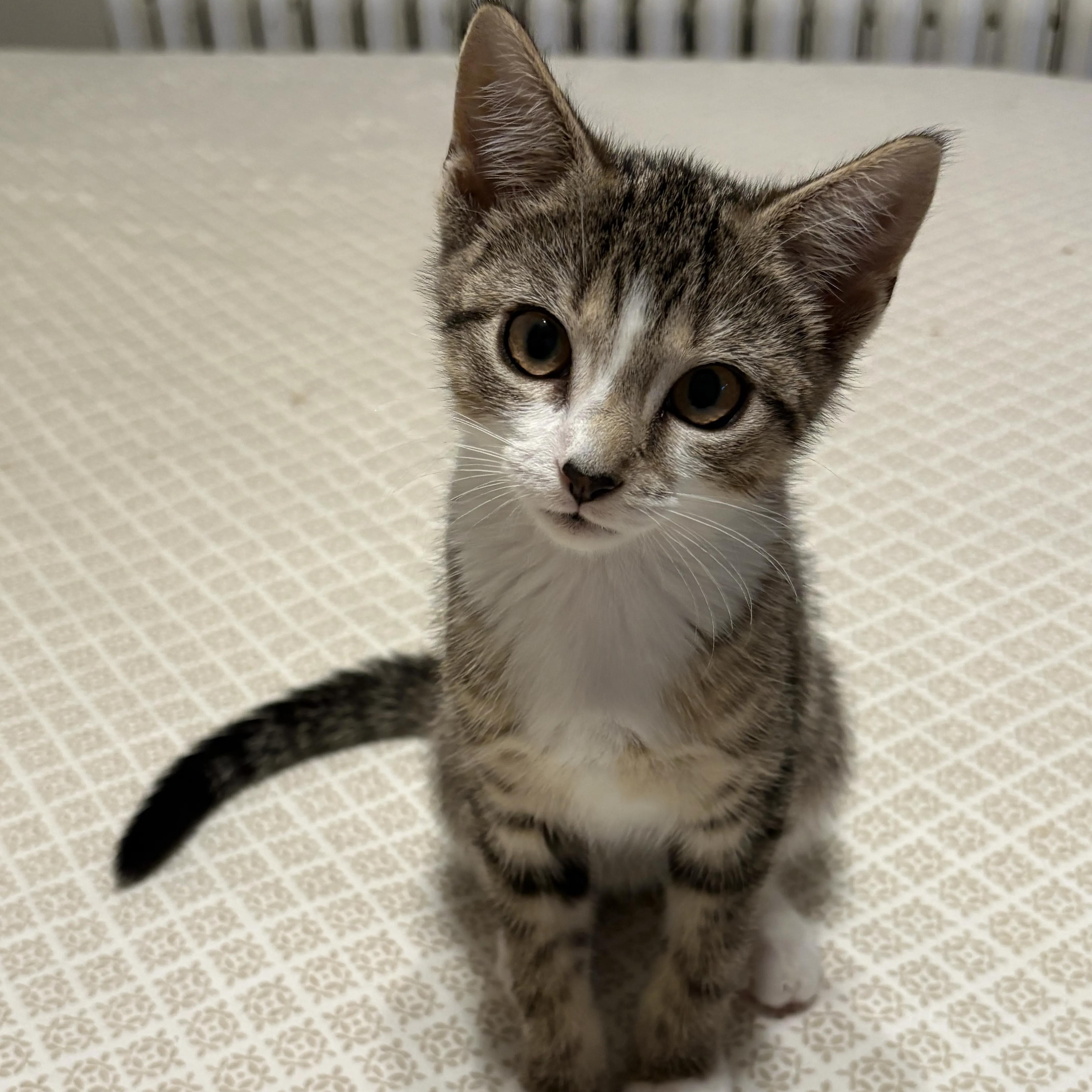 A baby medium-sized female Tabby (Buff / Tan / Fawn) Domestic Short Hair cat named Skipper for adoption in Montclair, NJ