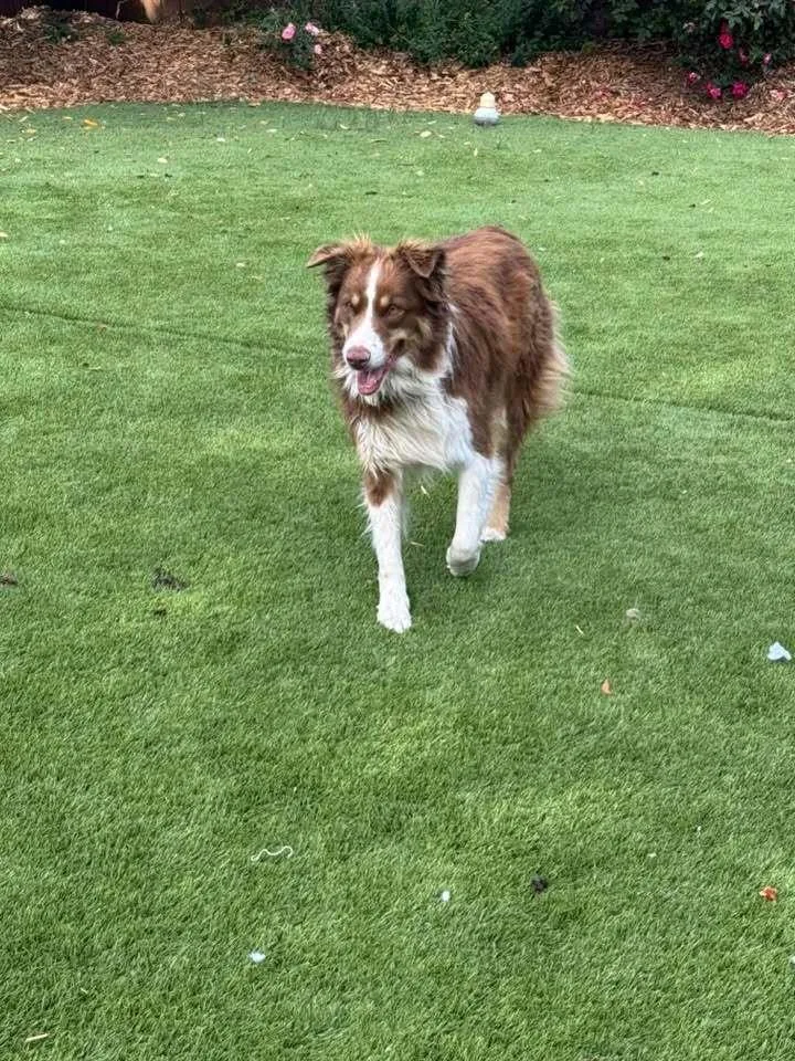 An adult large-sized male Australian Shepherd dog named Astro for adoption in Ontario, CA