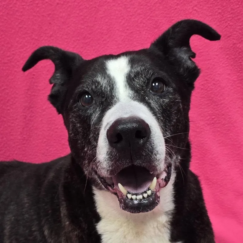 A senior large-sized female Brindle Mixed Breed dog named Coco for adoption in Frankfort, IN