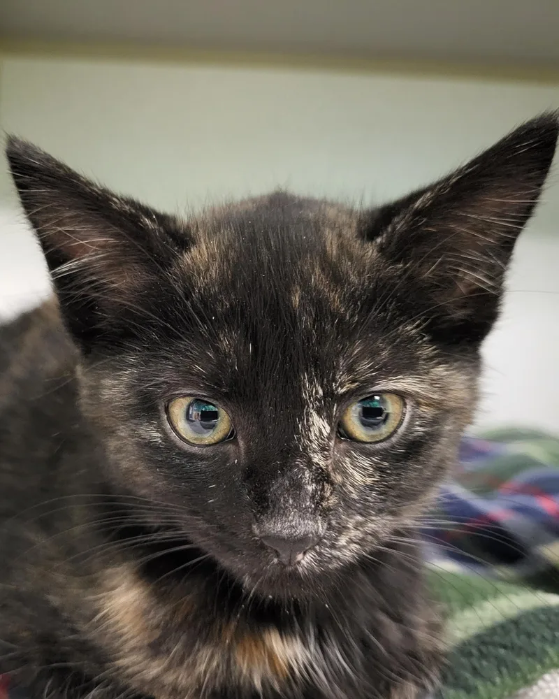 A baby medium-sized female Tortoiseshell Domestic Short Hair cat named Mothra for adoption in Grayslake, IL