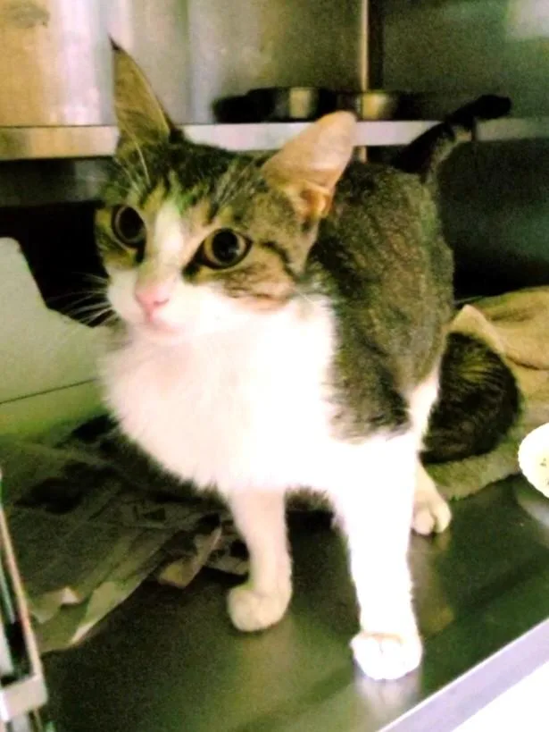 An adult medium-sized female Domestic Short Hair cat named Mom for adoption in Los Angeles, CA