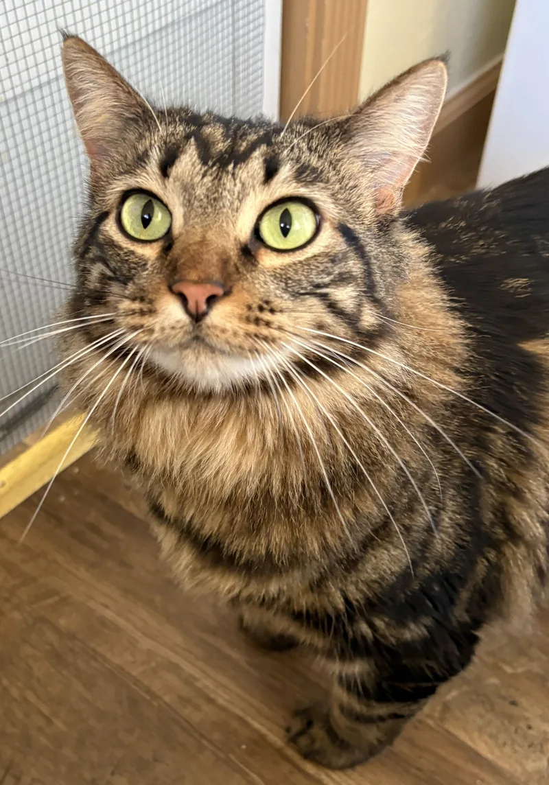 An adult large-sized female Tabby (Brown / Chocolate) Tabby cat named Freya for adoption in Prescott, AZ