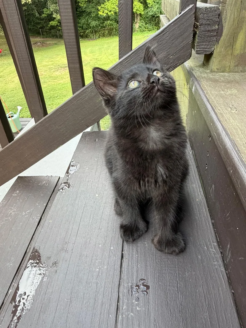 A baby medium-sized male Black Extra-Toes Cat / Hemingway Polydactyl cat named Mittens for adoption in Rock Spring, GA
