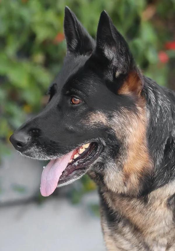 A young large-sized female Black German Shepherd Dog dog named Stella von Schapen for adoption in Los Angeles, CA
