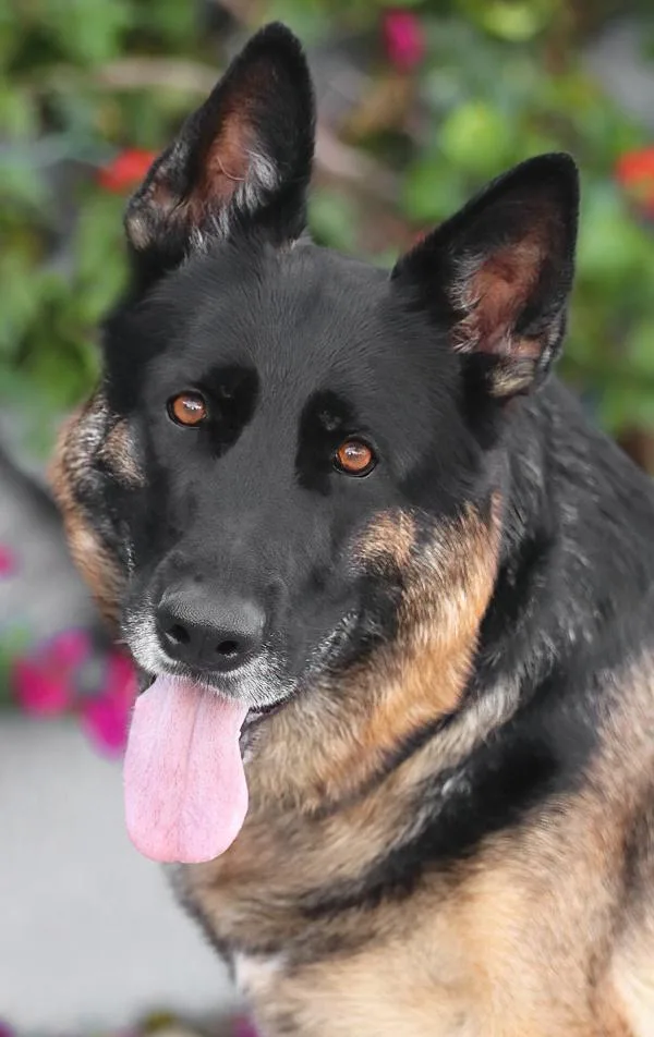 Stella von Schapen thumbnail 5