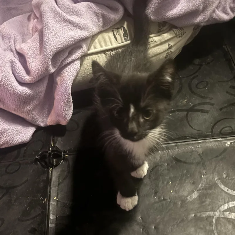 A baby small-sized male Black & White / Tuxedo Domestic Short Hair cat named Mario for adoption in Pittsburgh, PA