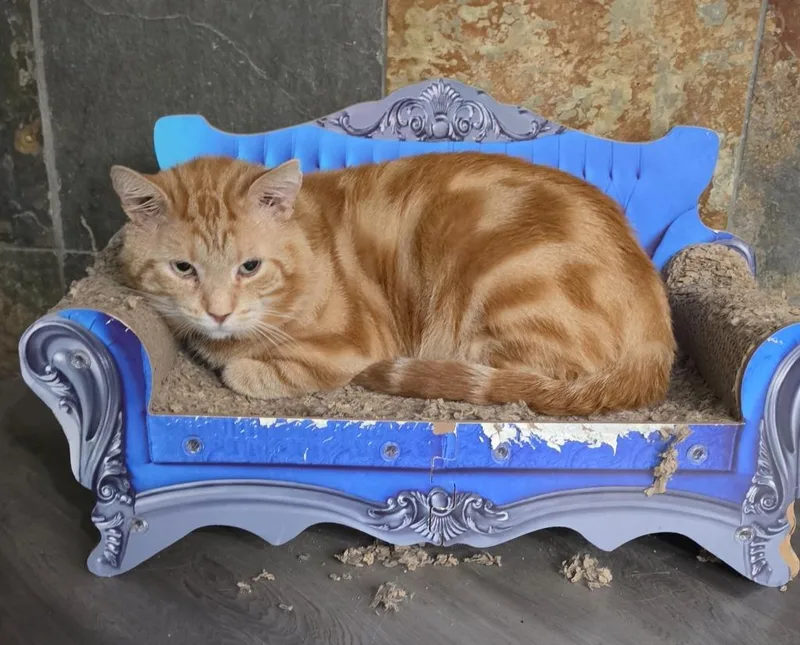 A young large-sized male Domestic Short Hair cat named Cheeto for adoption in San Jacinto, CA