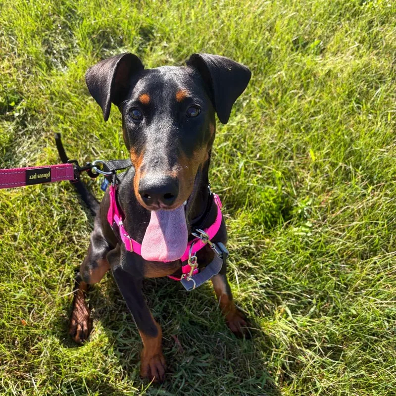 A young medium-sized female Black Doberman Pinscher dog named Ruby for adoption in Naperville, IL