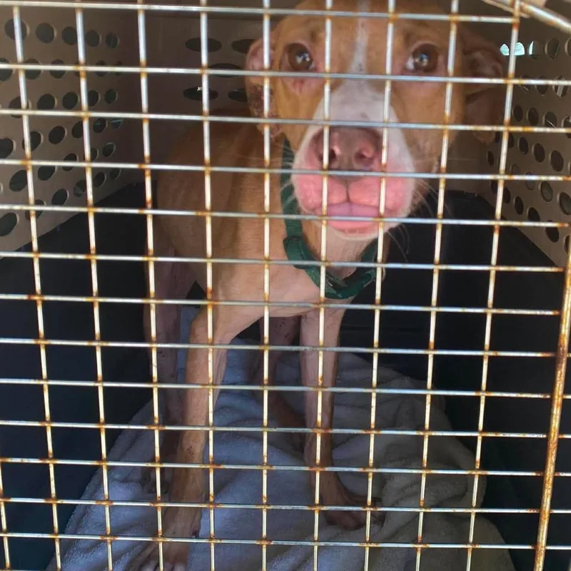 An adult medium-sized male Yellow / Tan / Blond / Fawn Mixed Breed dog named Nick Wilde for adoption in Huntington, WV