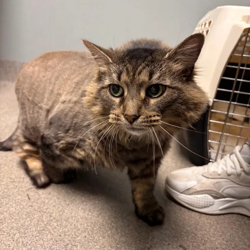 An adult extra large-sized female Brown / Chocolate Domestic Medium Hair cat named Indie for adoption in Allentown, PA
