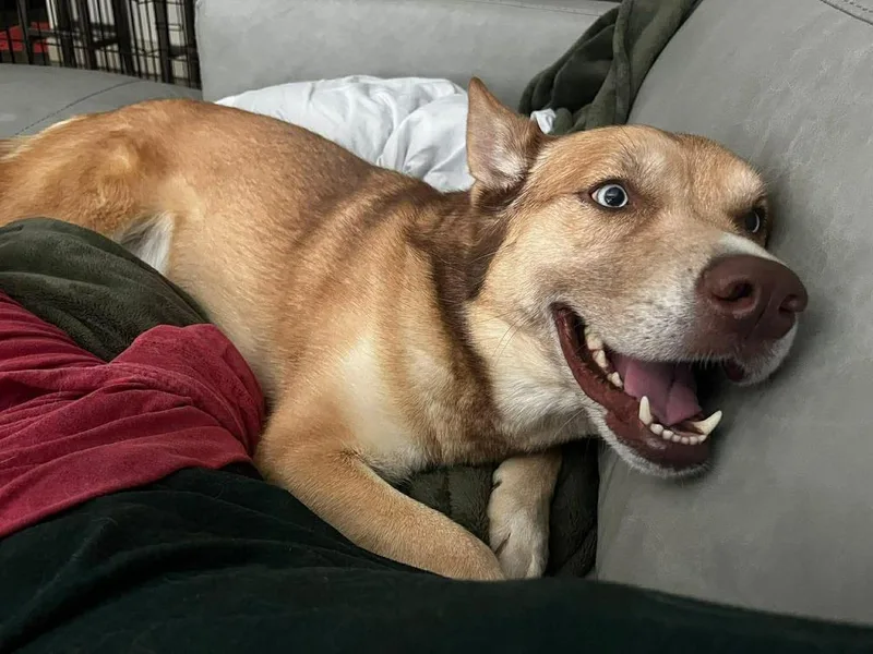 An adult medium-sized male Siberian Husky dog named Koda Blue for adoption in Dallas, TX