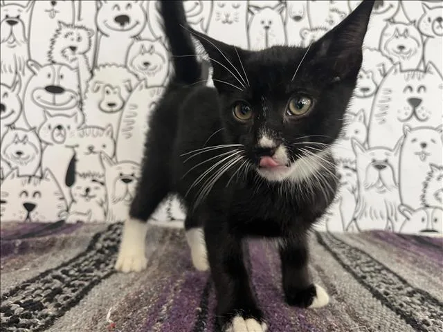 A baby small-sized male Domestic Short Hair cat named Abbott for adoption in San Pedro, CA