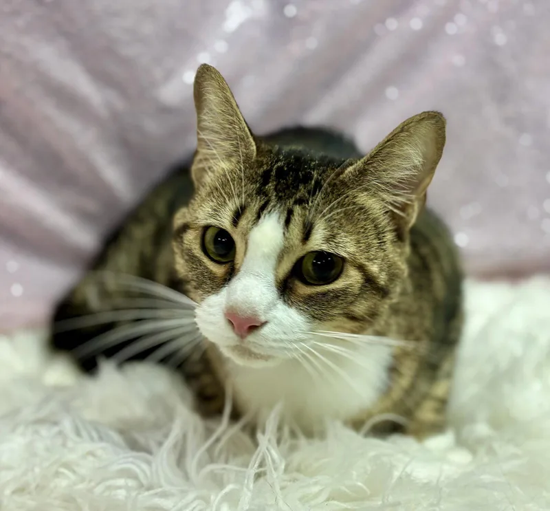 An adult medium-sized female Domestic Short Hair cat named Project for adoption in Clarkesville, GA