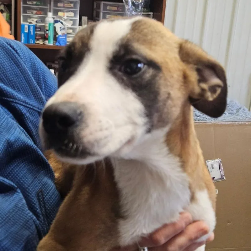 A baby small-sized male Brown / Chocolate Mixed Breed dog named Moe for adoption in Novelty, OH