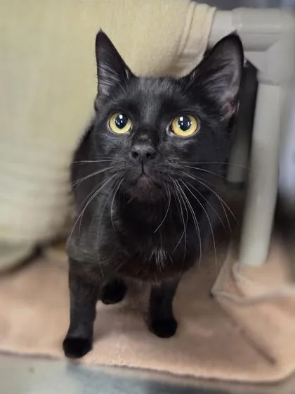 A young medium-sized female Domestic Short Hair cat named Coraline for adoption in Westland, MI