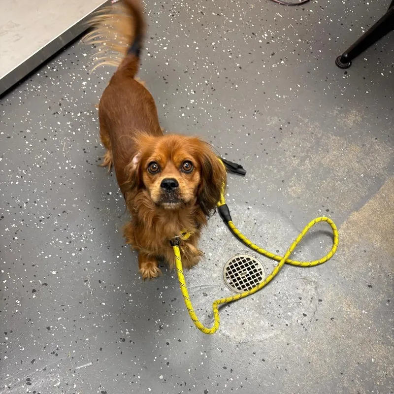 An adult small-sized male Mixed Breed dog named Harold for adoption in Columbiana, AL