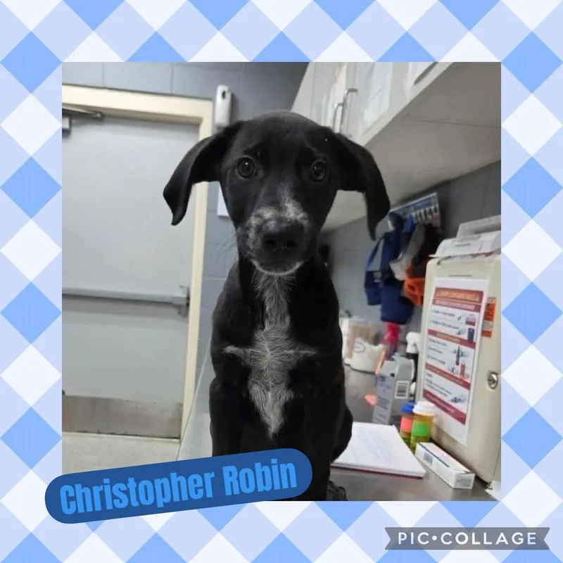Christopher Robin