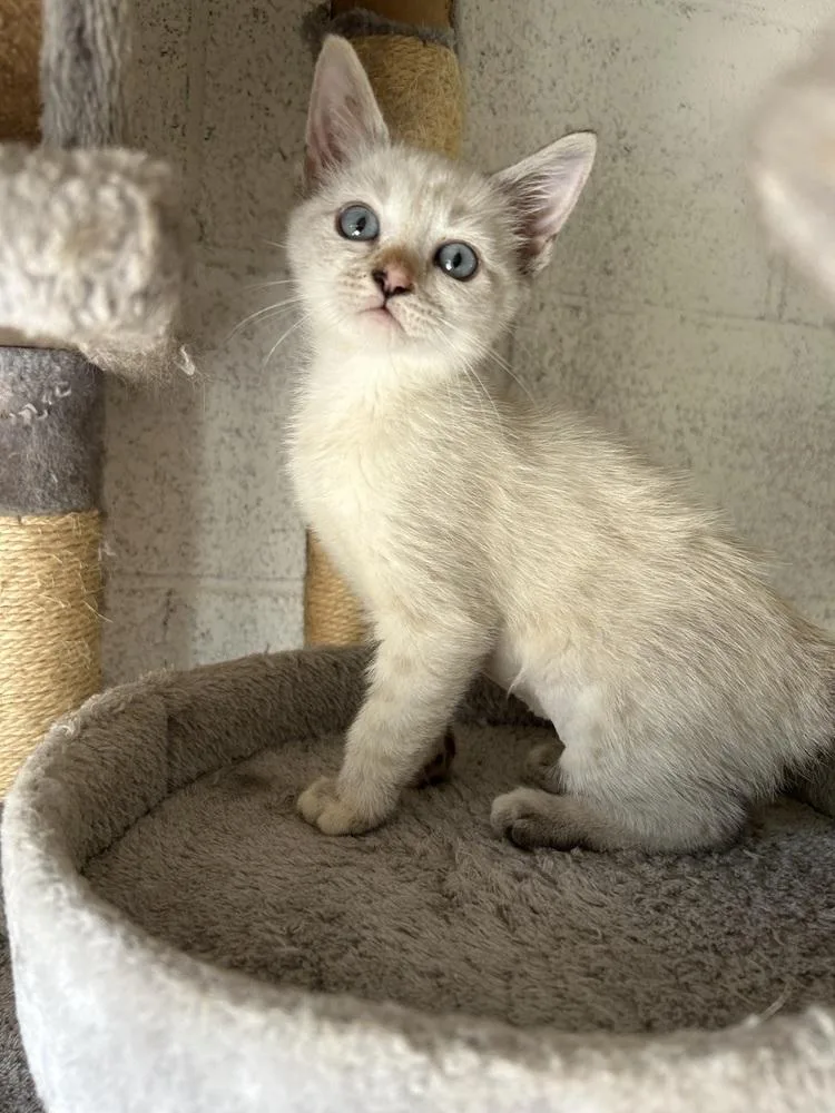 A baby small-sized female Siamese cat named Ruby for adoption in Ontario, CA