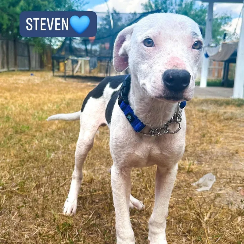 Steven thumbnail 2