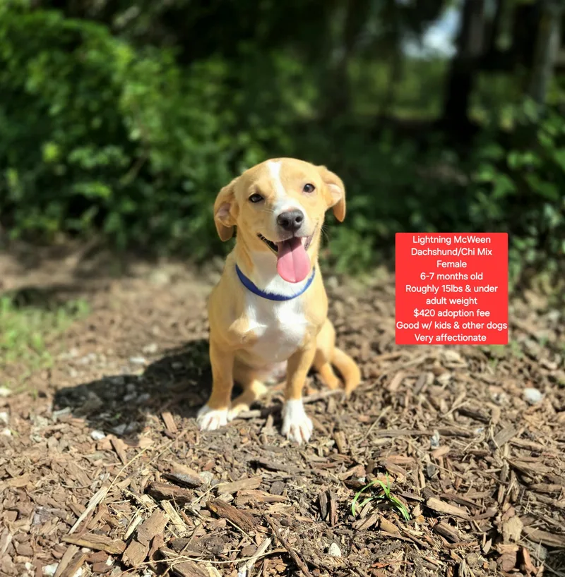A young small-sized female Dachshund dog named Lightning Mcween for adoption in Oviedo, FL