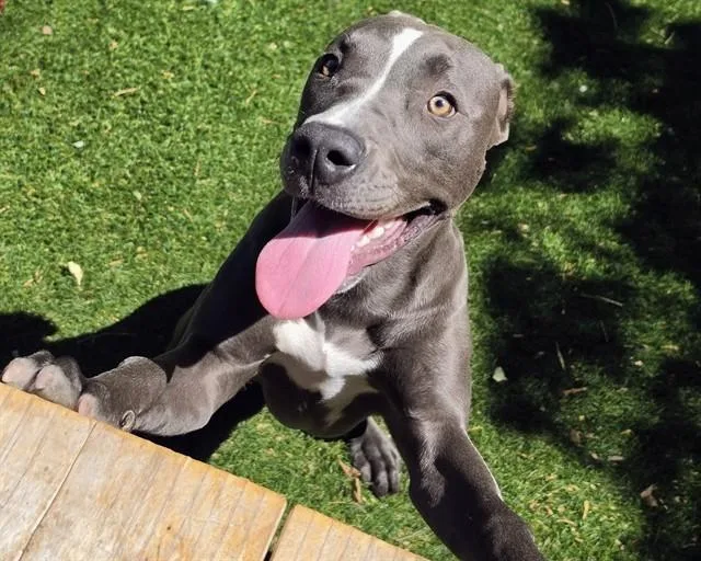 A young small-sized female Pit Bull Terrier dog named Jazzie for adoption in Antioch, CA