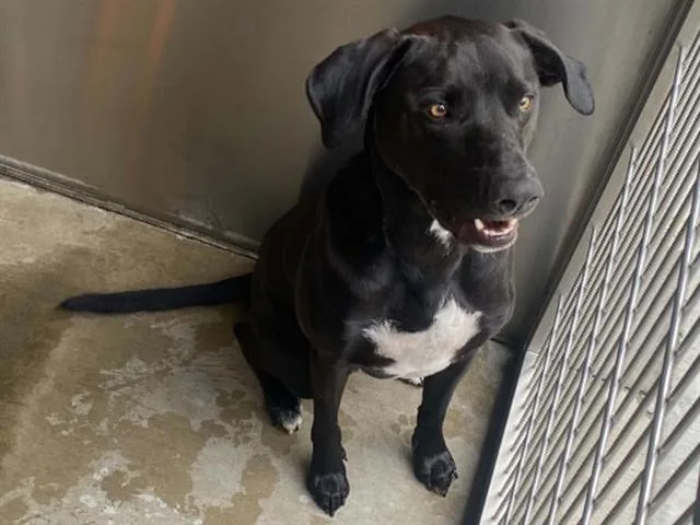 A young medium-sized male Labrador Retriever dog named Ragnar for adoption in Tustin, CA
