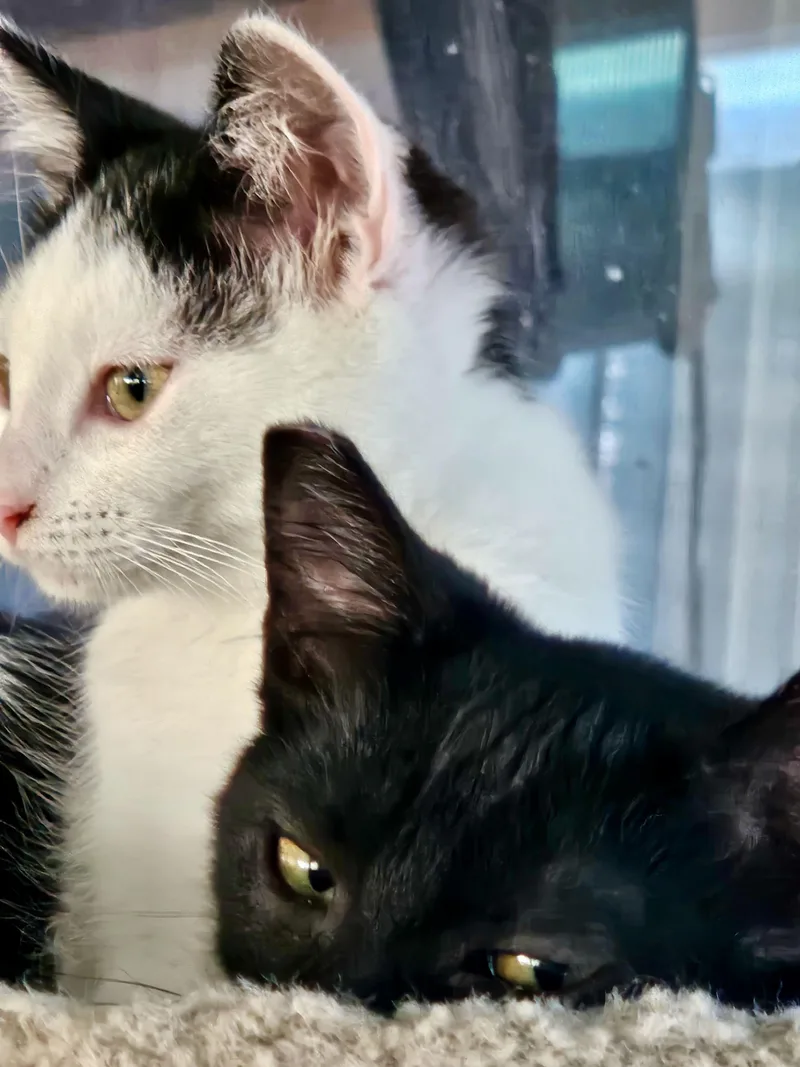 Stella & Penelope thumbnail 3