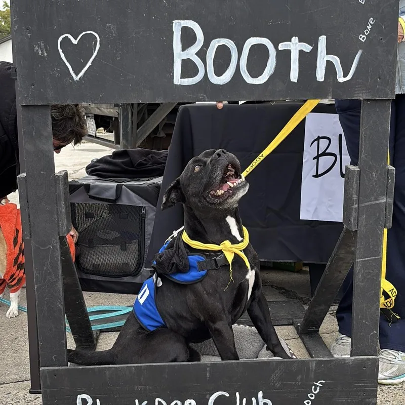An adult medium-sized male Black Labrador Retriever dog named Black Jack for adoption in Smithfield, NC