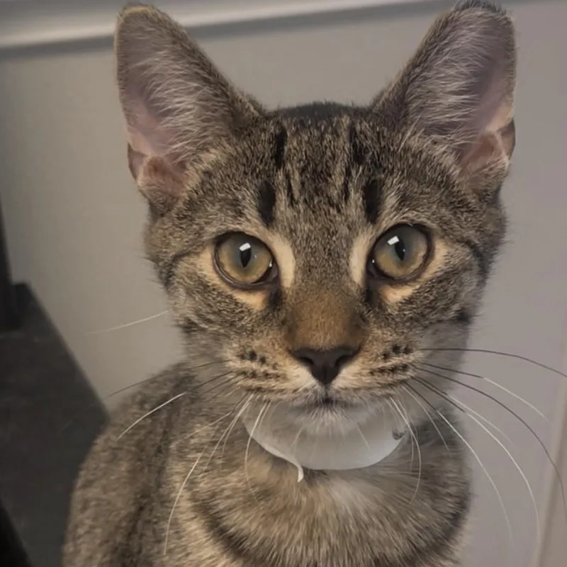 A baby small-sized male Tabby (Buff / Tan / Fawn) Domestic Short Hair cat named Gilly for adoption in New Philadelphia, OH