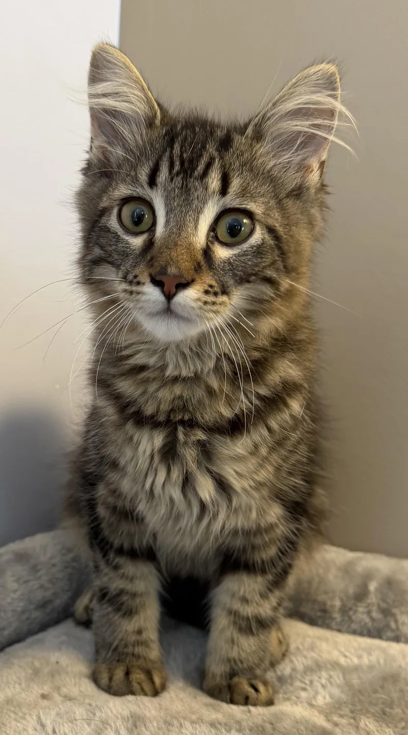 A young medium-sized male Domestic Short Hair cat named Tl for adoption in Elkins, WV