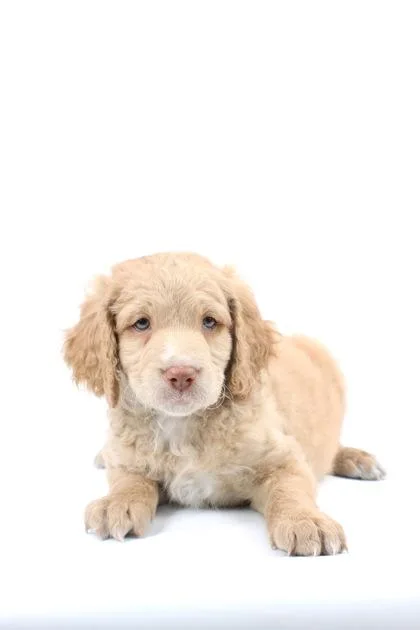A baby small-sized male Poodle dog named Potato Wedge for adoption in Morton Grove, IL