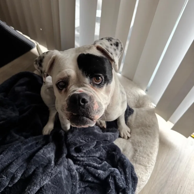 An adult medium-sized female American Bulldog dog named Tabitha for adoption in Riverside, CA