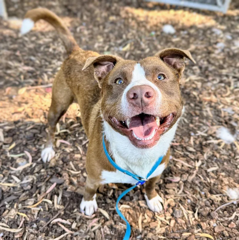 A young medium-sized male Pit Bull Terrier dog named Cassio for adoption in Oakland, CA